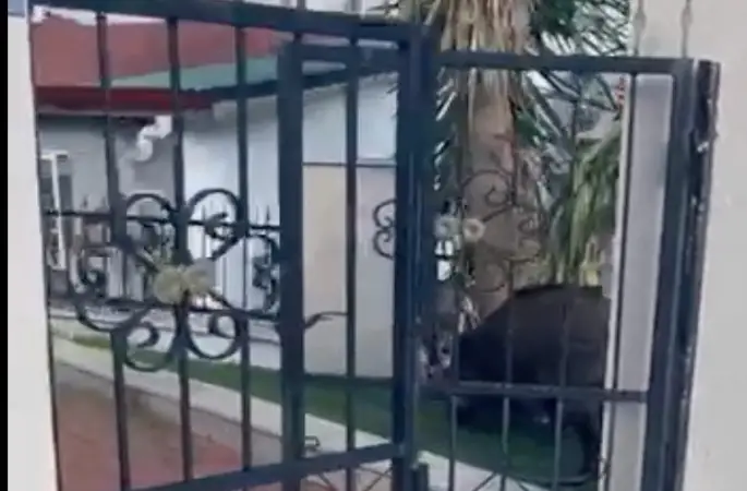 Marmaris Belediyesi’ne domuz davası
