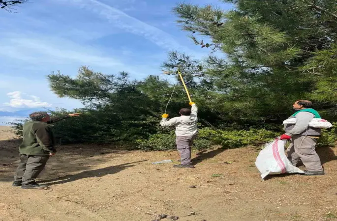 Marmaris’te çam kese böceğine karşı  ’mekanik ve biyolojik yöntemlerle mücadele’ sürüyor
