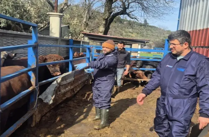 Menteşe’de ithal besilik hayvanların sağlık kontrolleri yapıldı
