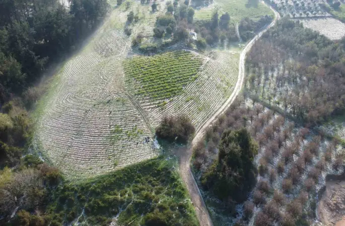 Mersin’de misket büyüklüğünde dolu etkili oldu: Orman ve bahçeler beyaza büründü
