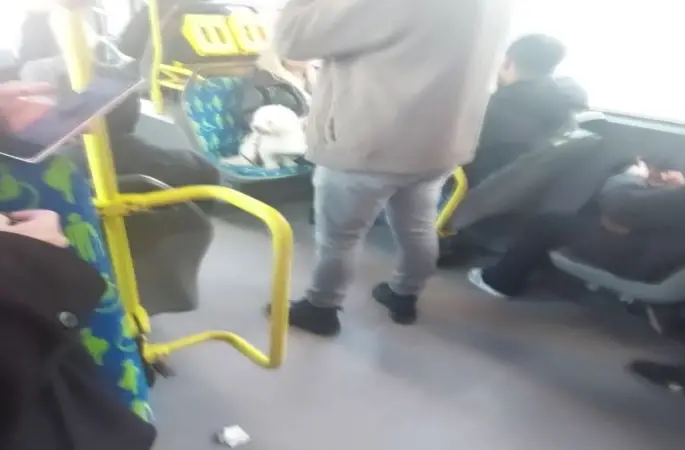 Metrobüste köpek koltukta oturdu, sosyal medyada tartışma başladı
