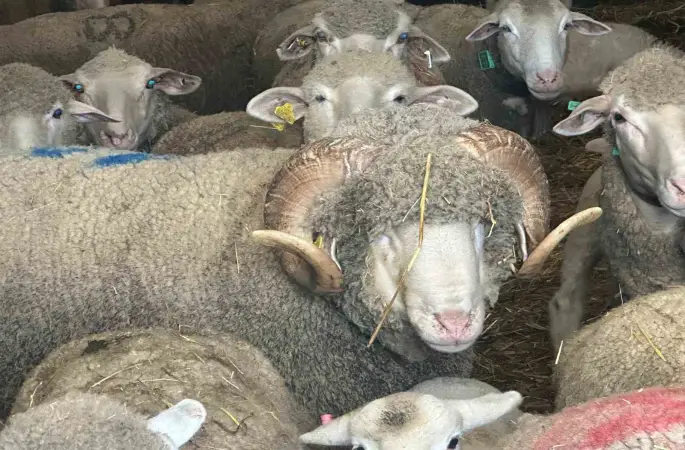 Milyonluk koçun kuzuları için bugünden sıraya girdiler
