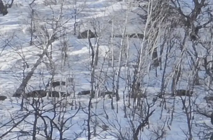 Munzur Vadisi’nde karlı dağlarda yiyecek arayan domuz sürüsü görüntülendi
