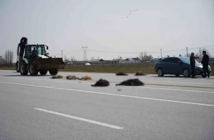 Muş-Bingöl karayolunda SUV tipi araç keçi sürüsüne çarptı: 10 hayvan telef oldu
