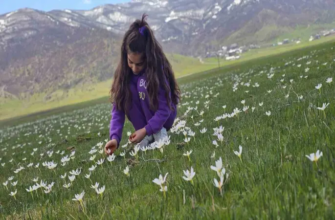 Muş Ovası çiğdemlerle renklendi
