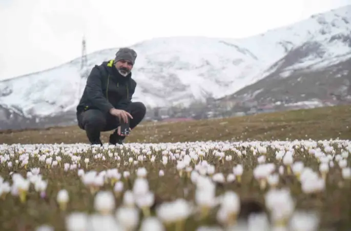 Muş Ovası’nda çiğdemler yeniden yüzünü gösterdi
