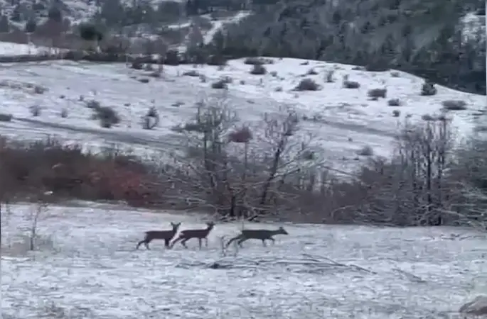 Nadir misafirler kar altında görüntülendi: Refahiye’de kızıl geyik heyecanı

