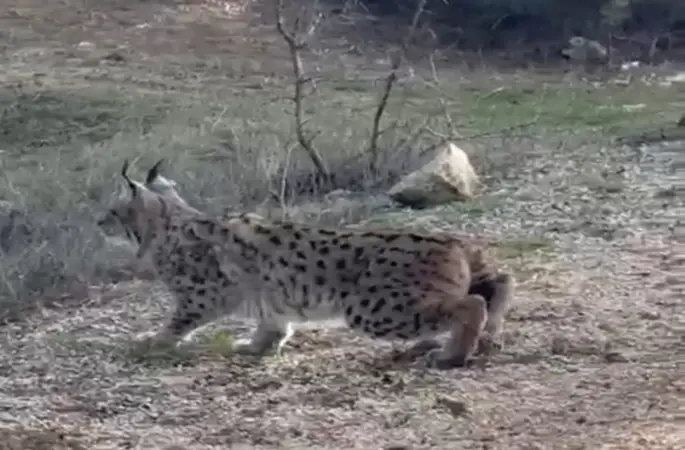 Nallıhan’da nesli tükenmekte olan vaşak görüldü
