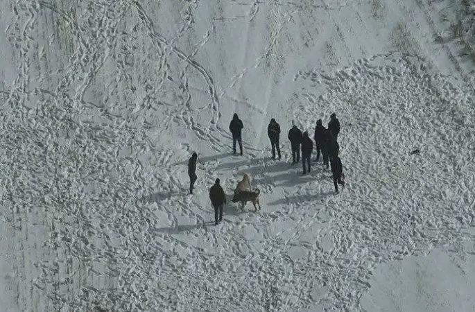 Nevşehir’de köpek dövüşüne jandarma baskını
