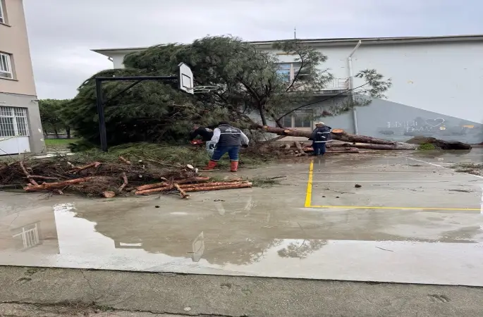 Okul bahçesindeki çam ağaçları kuvvetli rüzgara dayanamadı
