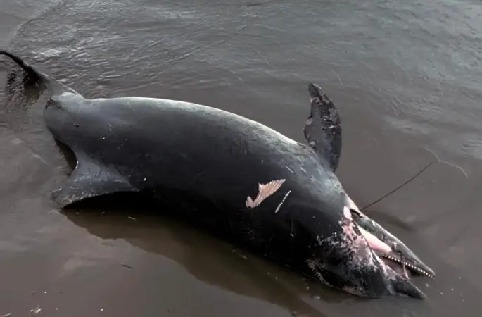 Ölü yunus sahile vurdu
