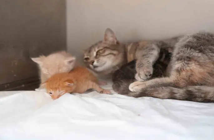 Ölümden dönen yavru kedilere süt anne kucak açtı
