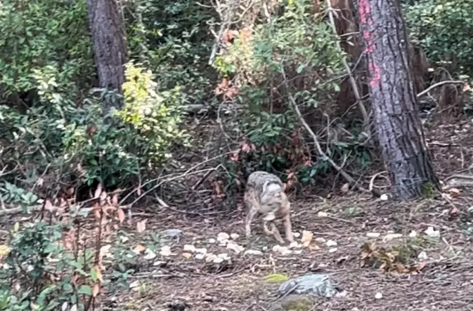 Önce karnını doyurdu, sonra gözden kayboldu

