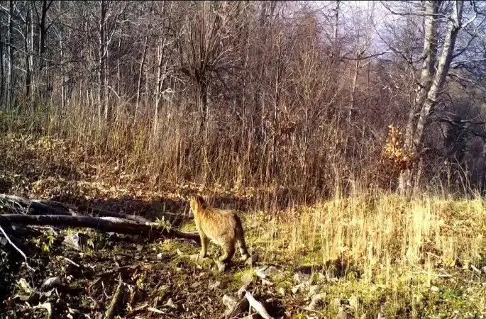 Ormanın gizemli sakini yaban kedisi görüntülendi

