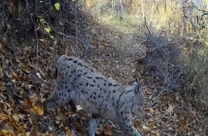"Ormanın Hayaleti" vaşak güvenlik kamerasına yansıdı
