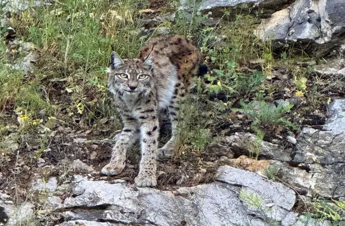 "Ormanın hayaleti" vaşak Kemaliye’de görüntülendi
