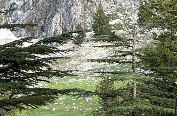 Osmaniye’de kayalıklardan düşen adam hayatını kaybetti
