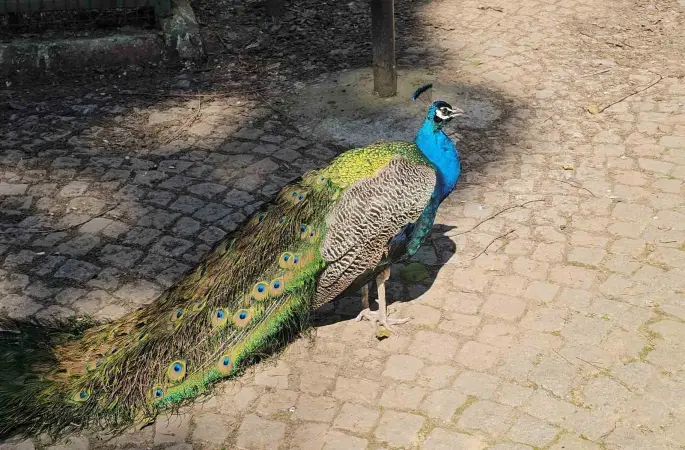 Otobüs bagajından hayvanat bahçesine
