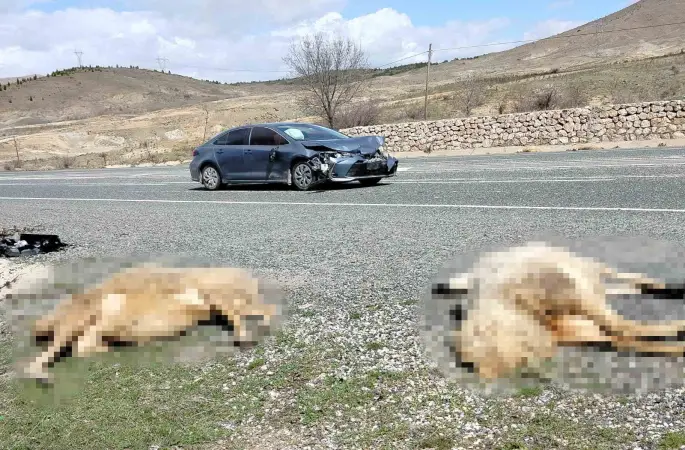 Otomobil koyun sürüsüne daldı: 9 koyun telef oldu
