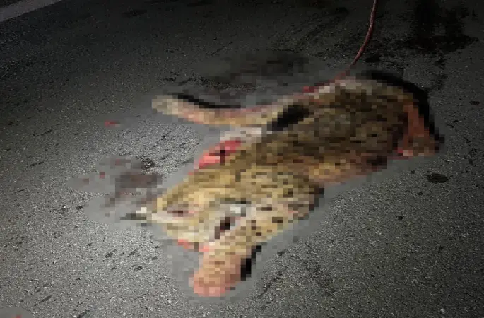 Otomobilin çarptığı koruma altındaki vaşak telef oldu
