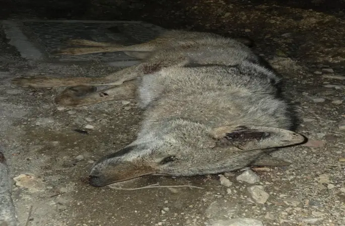 Otomobilin çarptığı kurt telef oldu
