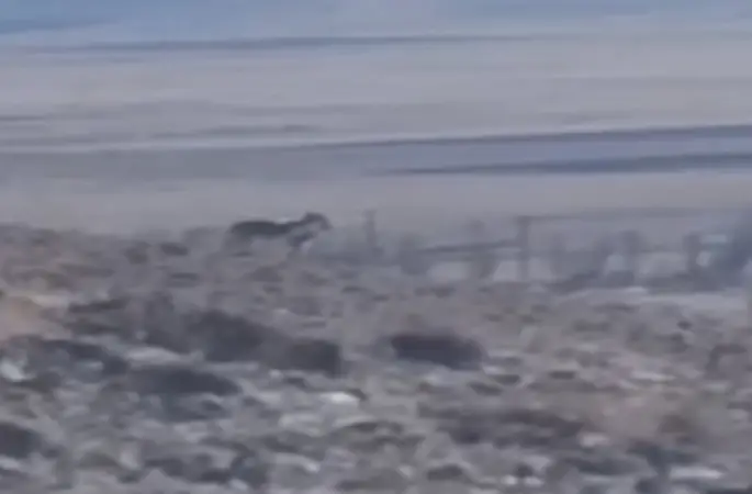 Özalp’te sürüye saldırmak için fırsat kollayan kurtlar görüntülendi
