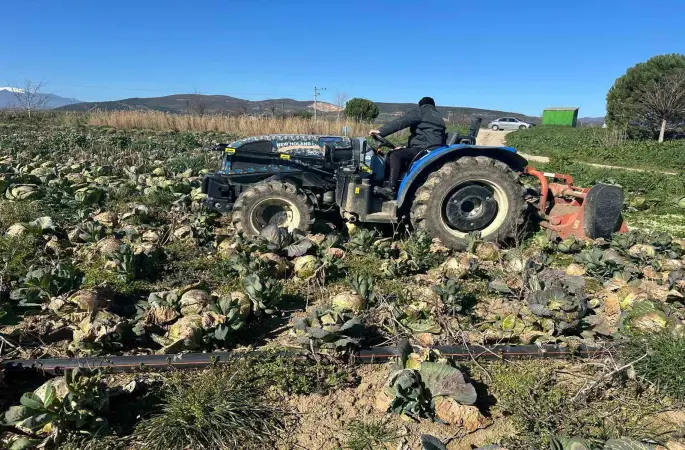 Pazarda 70 lira ama yüzbinlercesi tarlada çürüdü: Üreticiler Tarım Kredi’ye çağrı yaptı
