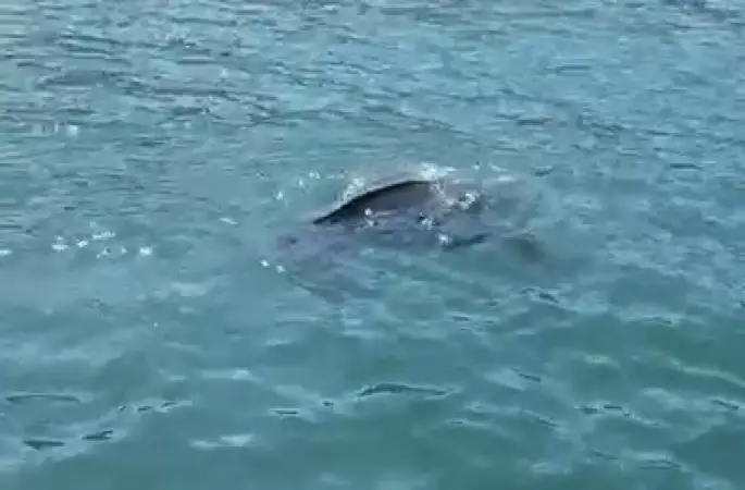 Rize’de nadir görülen deniz kaplumbağası balıkçının kamerasına yansıdı
