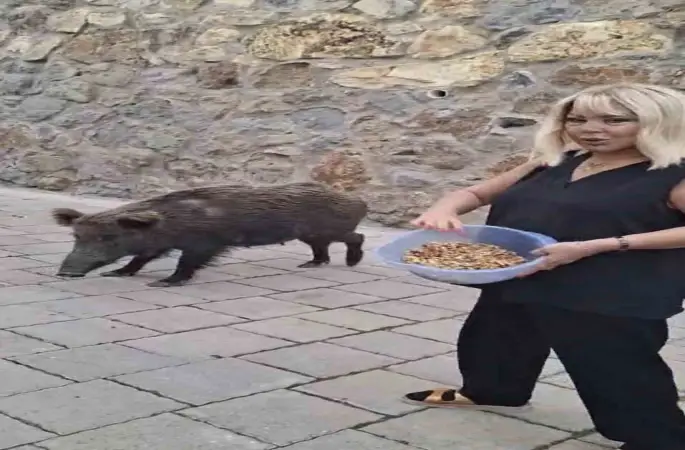 Safiye Soyman kapısına gelen domuzu elleriyle besledi
