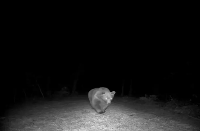 Safranbolu’da boz ayı fotokapanla görüntülendi
