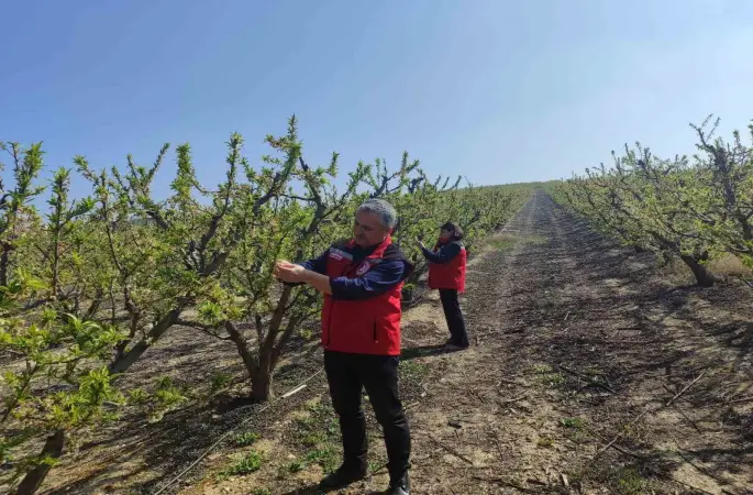 Salihli’de meyve üreticilerine ’Çil ve filiz güvesi’ uyarısı
