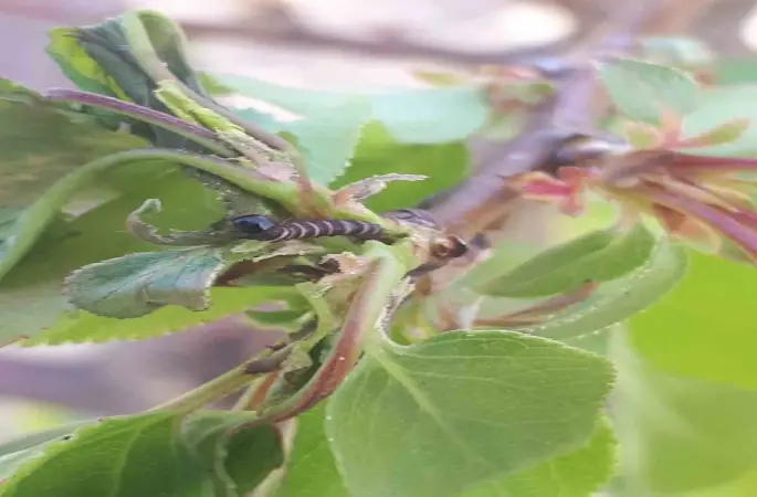 Salihli’de üreticiye kritik uyarı! Meyve ağaçlarında hastalık alarmı
