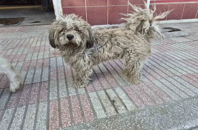 Sanayide tüyleri kirlenen beyaz köpek adeta kapkara oldu
