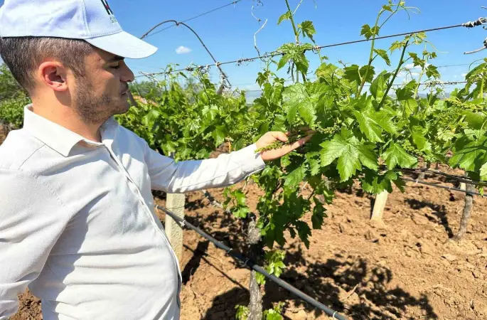 Sarıgöl bağlarında 3K hamlesi
