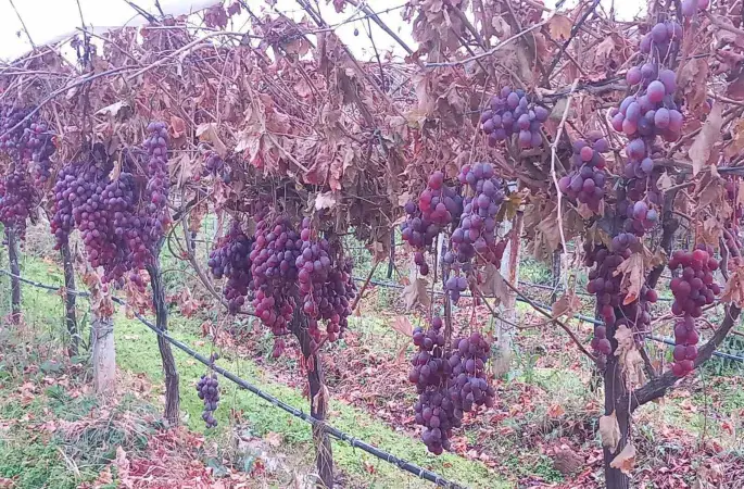 Sarıgöl’de 2025 yılı üzümleri dalında bekletip 2026’nın ilk günü hediye etti
