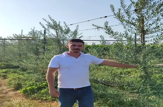 Sarıgöl’de ’bodur’ zeytin dönemi
