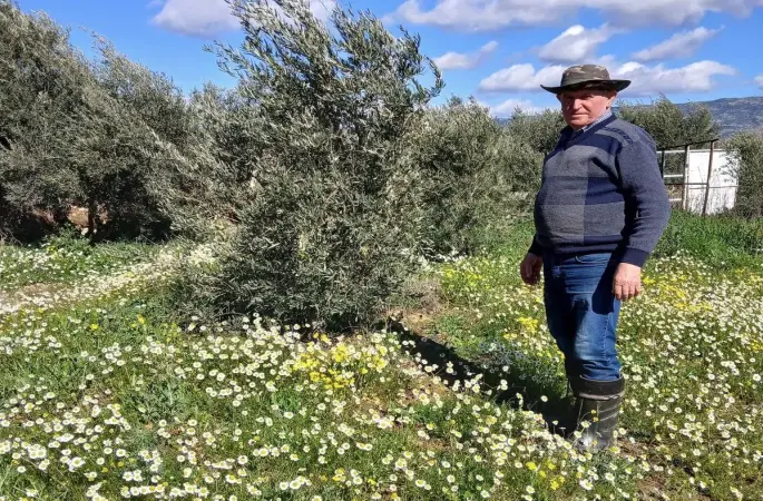 Sarıgöl’de şubat ayında yalancı bahar yaşanıyor
