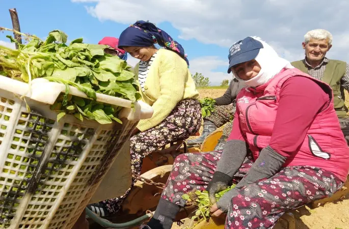 Sarıgöl’de tütün dikimi başladı

