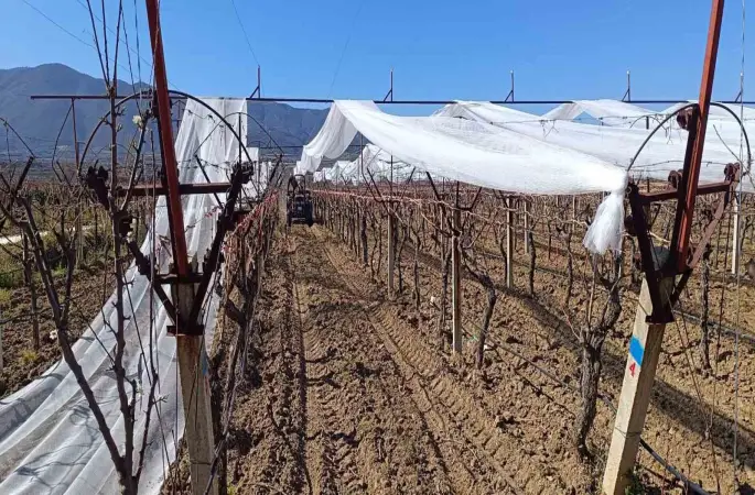 Sarıgöl’de üzüm bağları doluya karşı fileyle korunuyor
