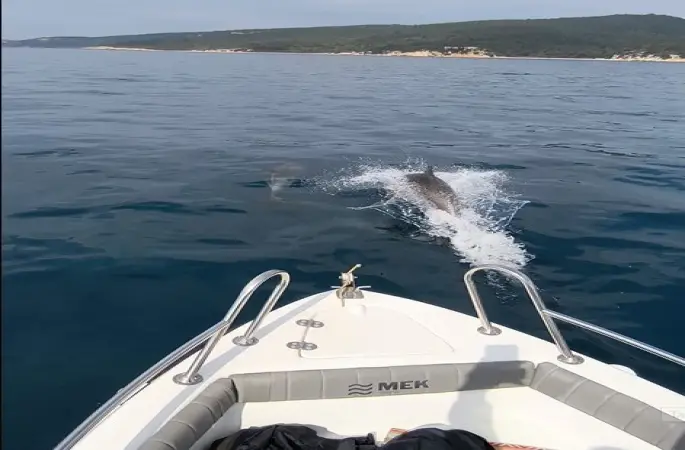 Saros Körfezi’nde yunuslar tekne ile yarıştı
