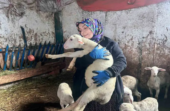 Şehir hayatını bırakıp üretime yöneldi: Kadın girişimci Fransız koyunlarıyla dikkat çekiyor
