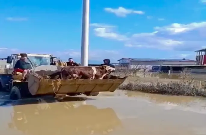 Selde mahsur kalan inekler boğulmaktan kurtarıldı
