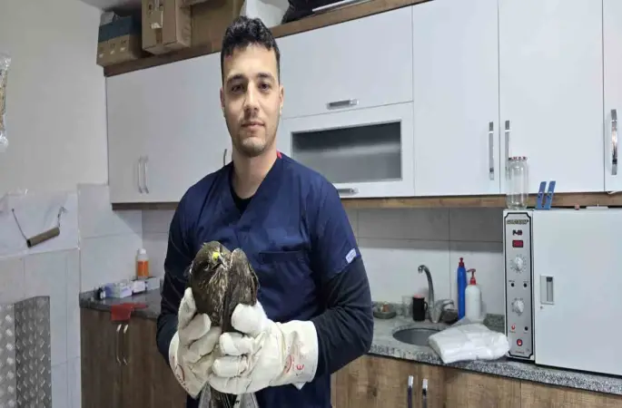 Seydikemer’de yaralı şahin tedavi altına alındı
