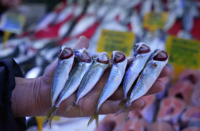 Sezonun sonuna gelinirken istavritin kilosu 70 TL’ye düştü
