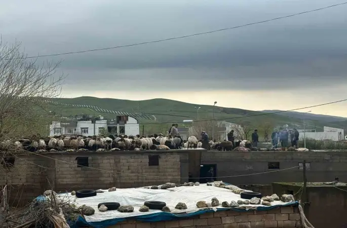 Siirt’te araçlar sel sularında kayboldu, onlarca hayvan telef oldu
