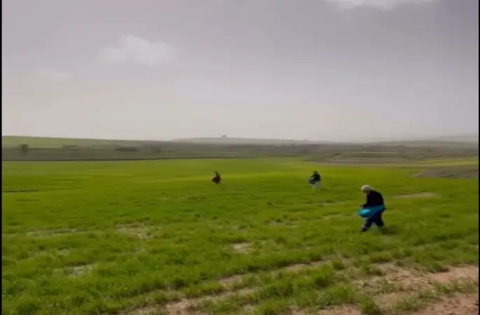 Siirt’te çiftçilerden zorlu mesai: Gübreleme eski usulle yapıldı
