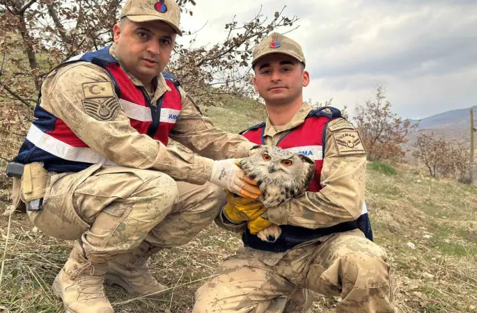 Siirt’te nesli tehlike altındaki kulaklı baykuş koruma altına alındı
