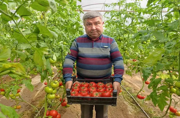 Simav’da yetişen ’coğrafi işaretli’ Eynal domatesi pazarlarda ilgi görüyor
