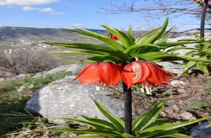 Sincik dağlarında açan ters laleler hayran bırakıyor
