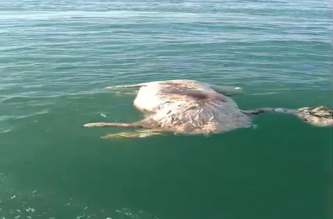 Sinop’ta denizde ölü inek bulundu
